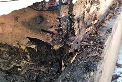 termite damage repairs Sydney